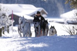 Lenk 2013
